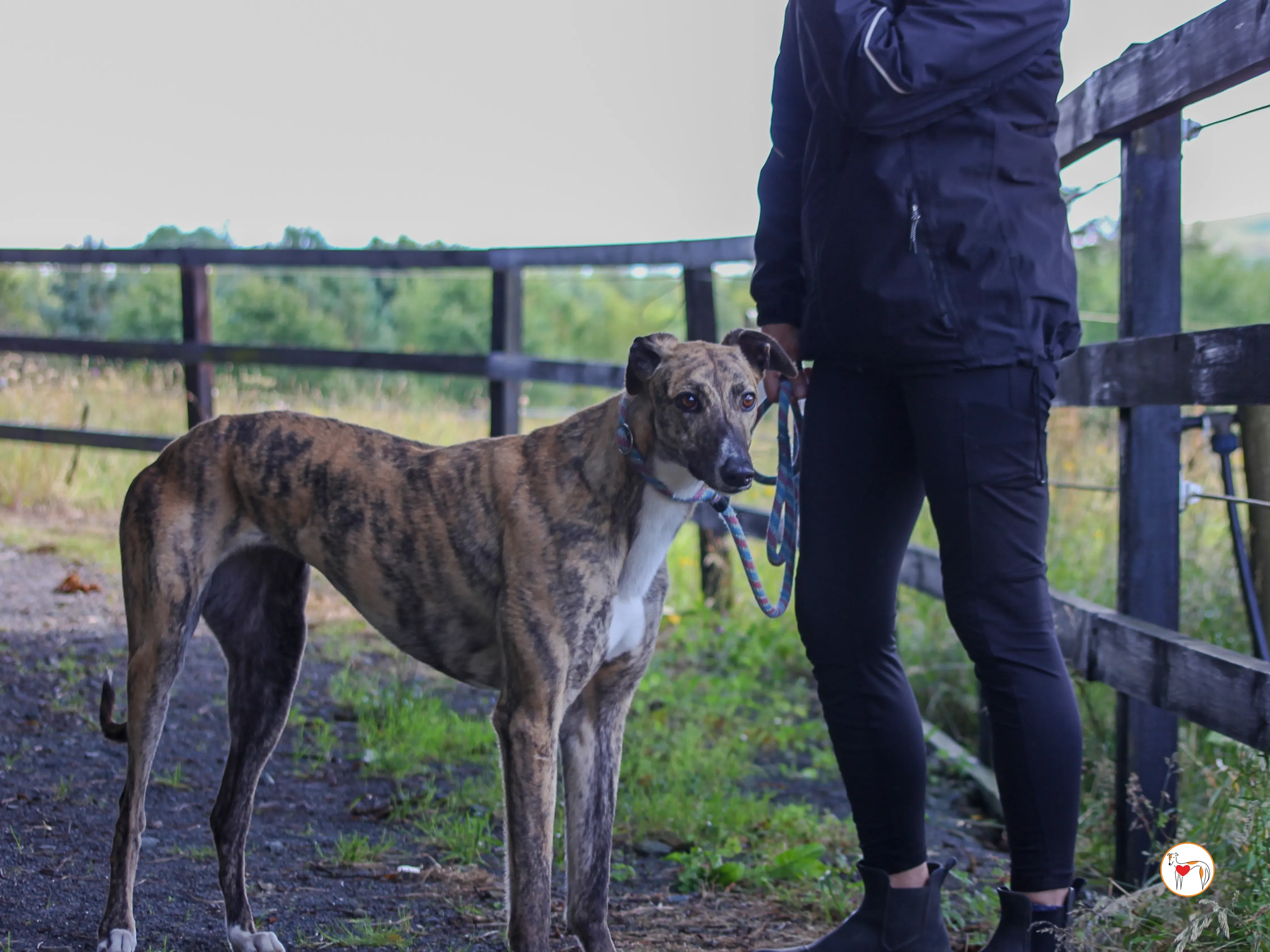 millie grey adozione 10