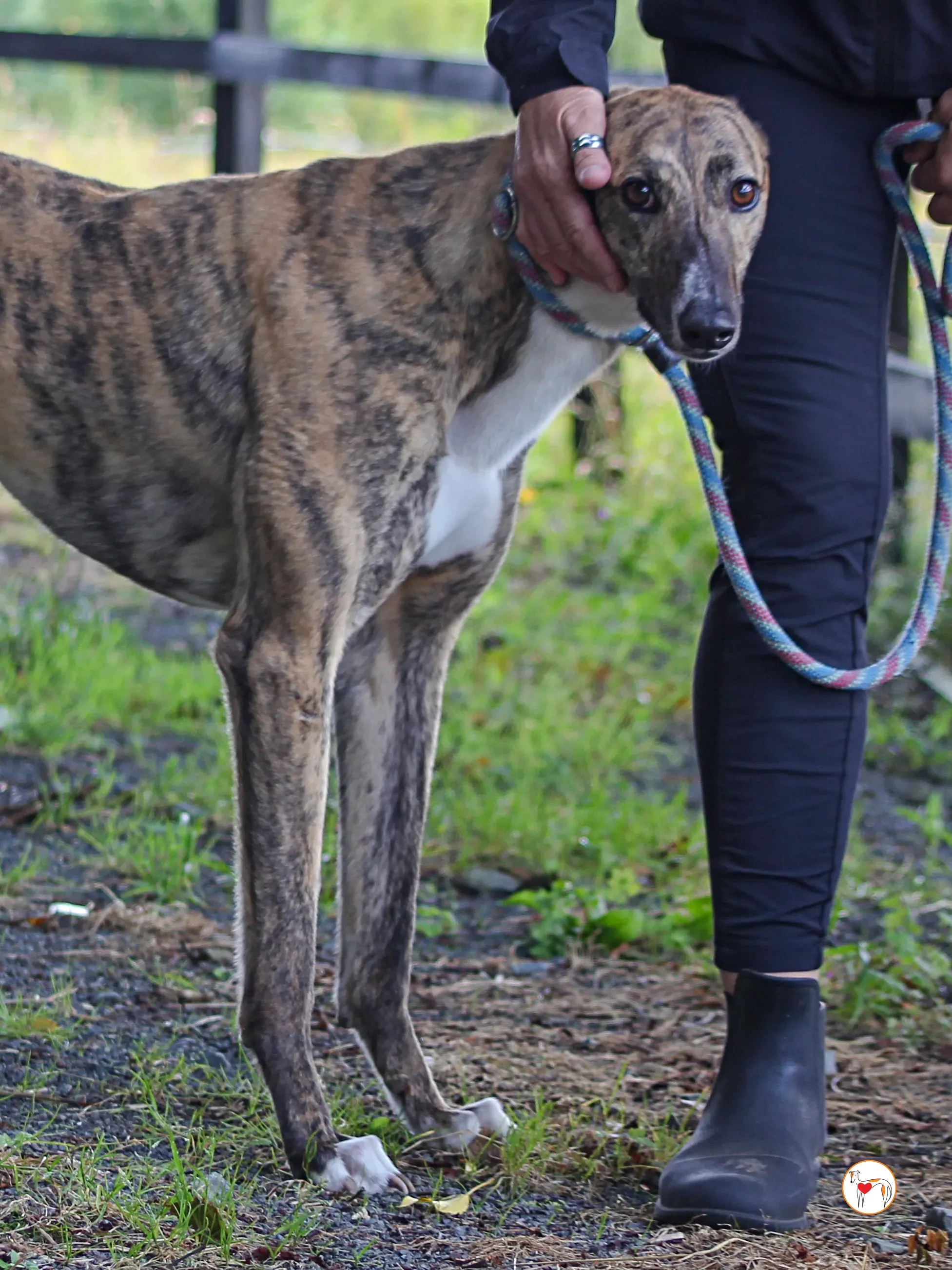 millie grey adozione 11