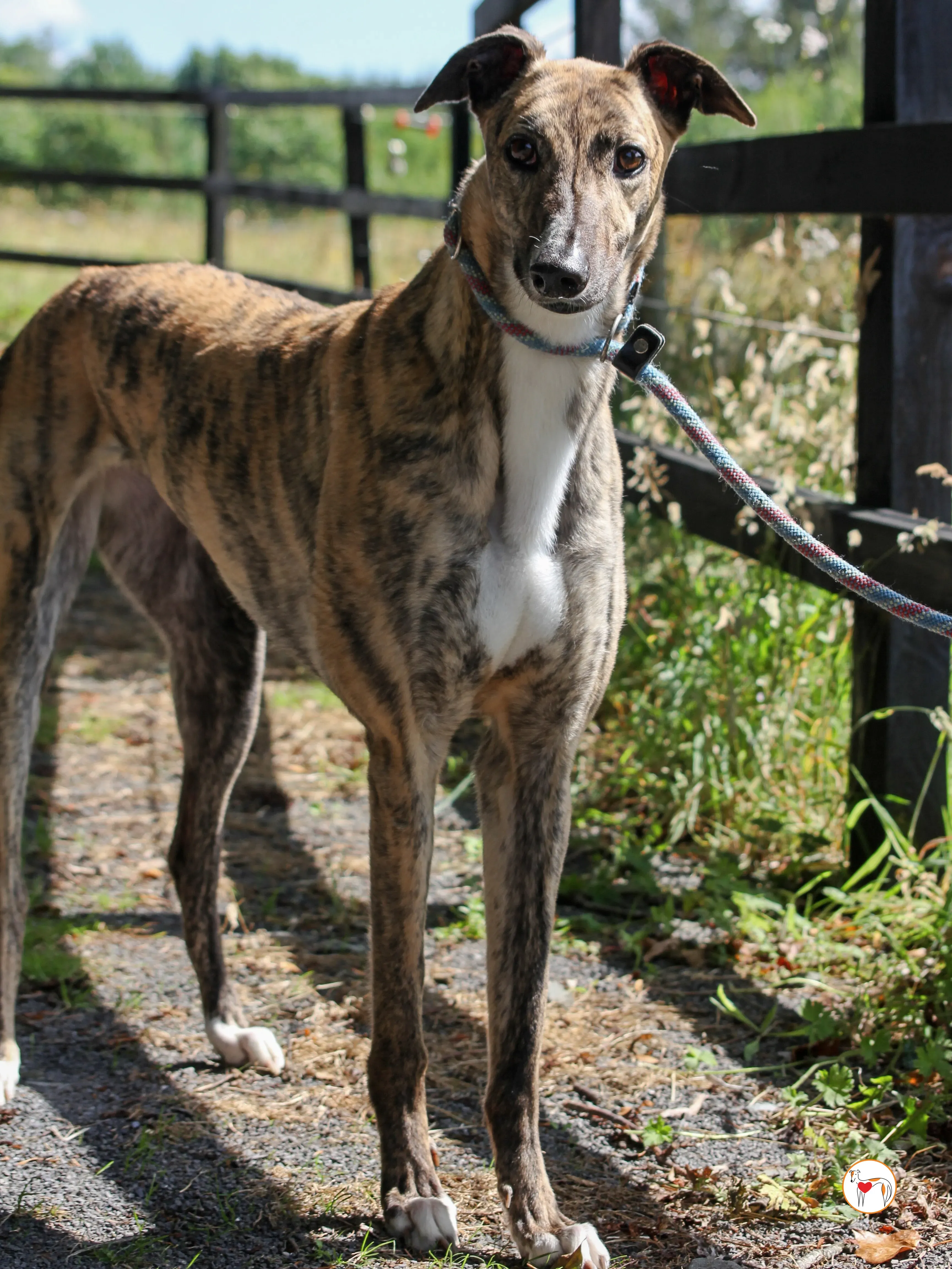 millie grey adozione 12