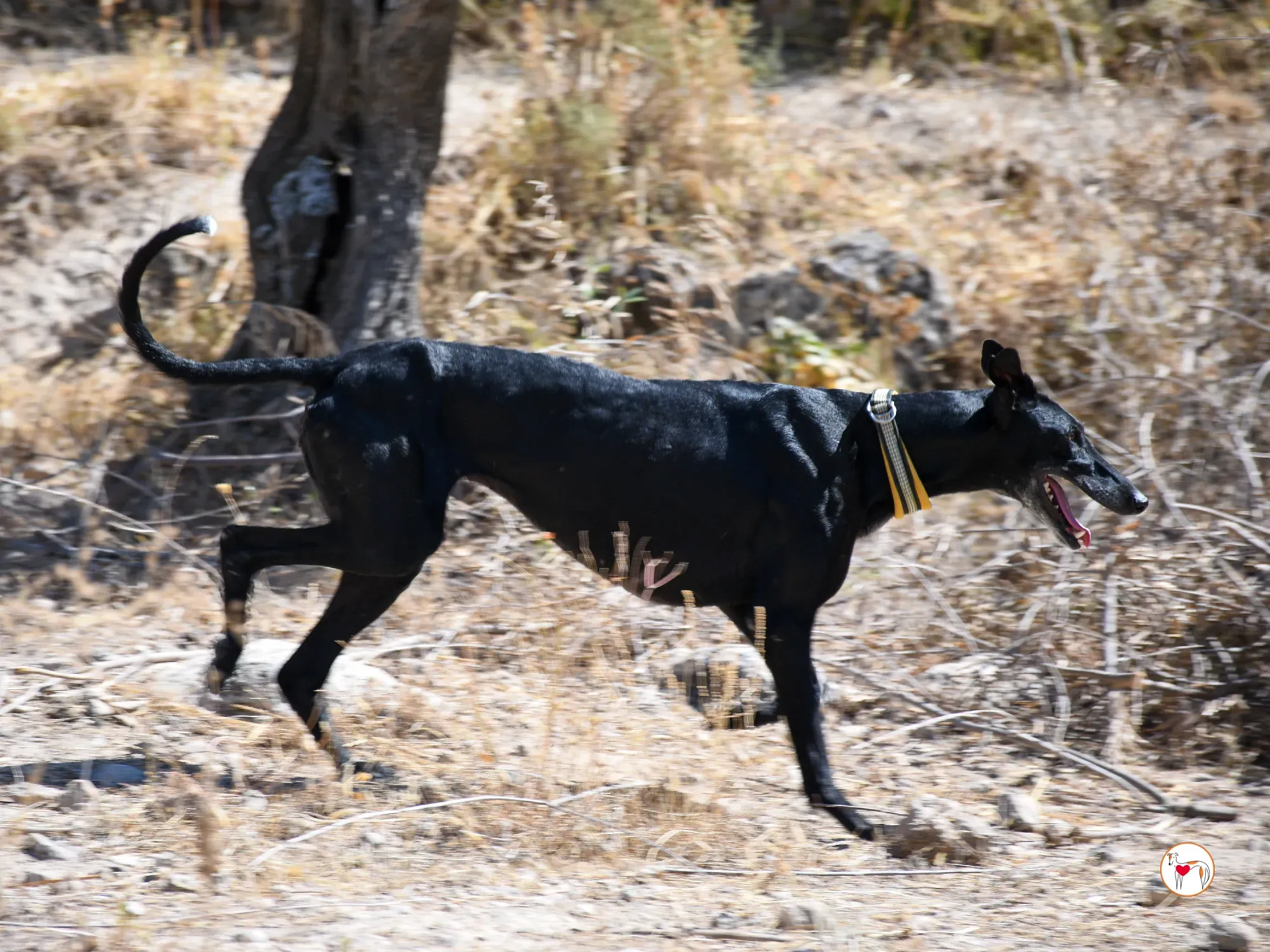 mina galgo adozione 01