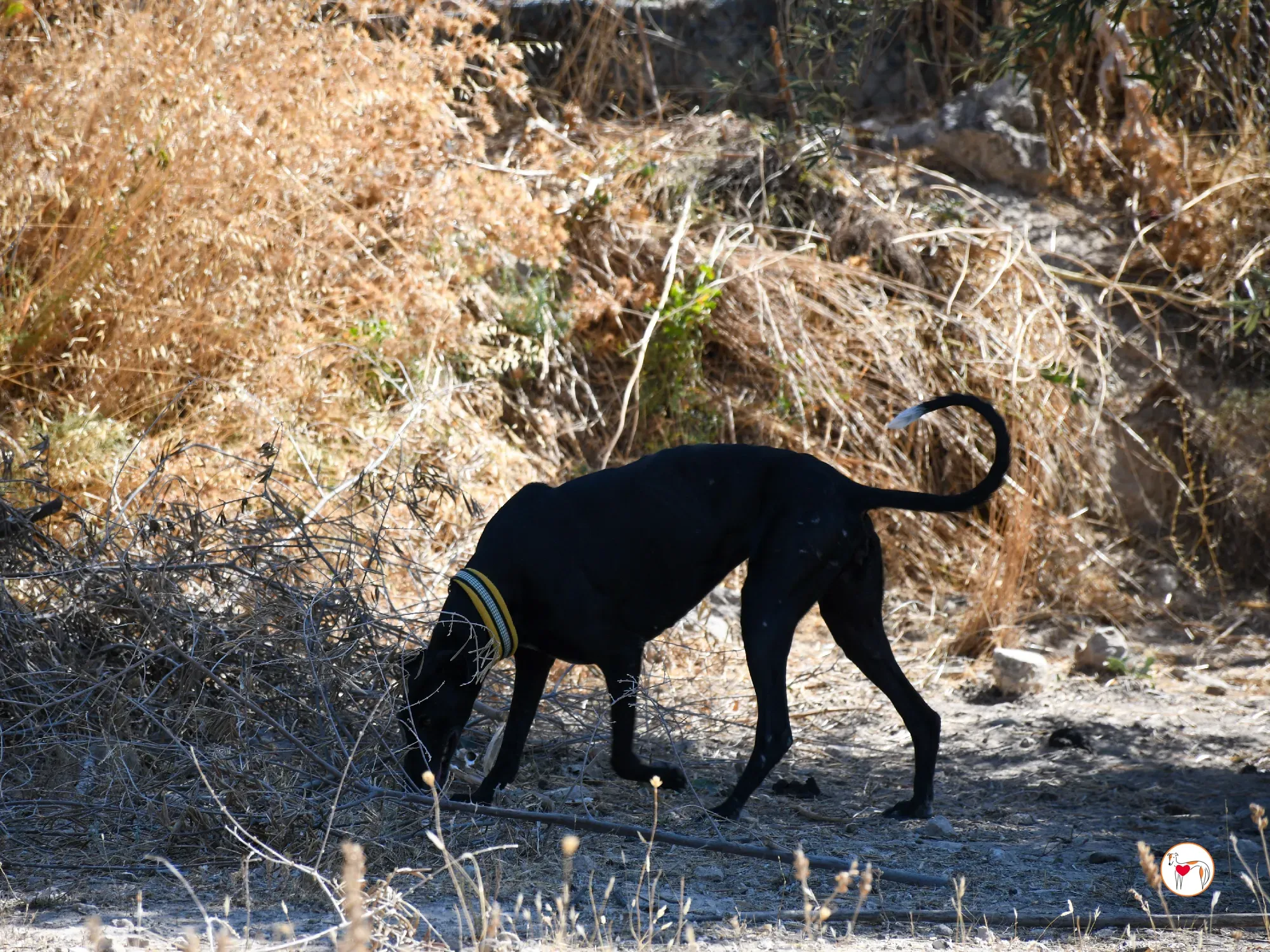 mina galgo adozione 02
