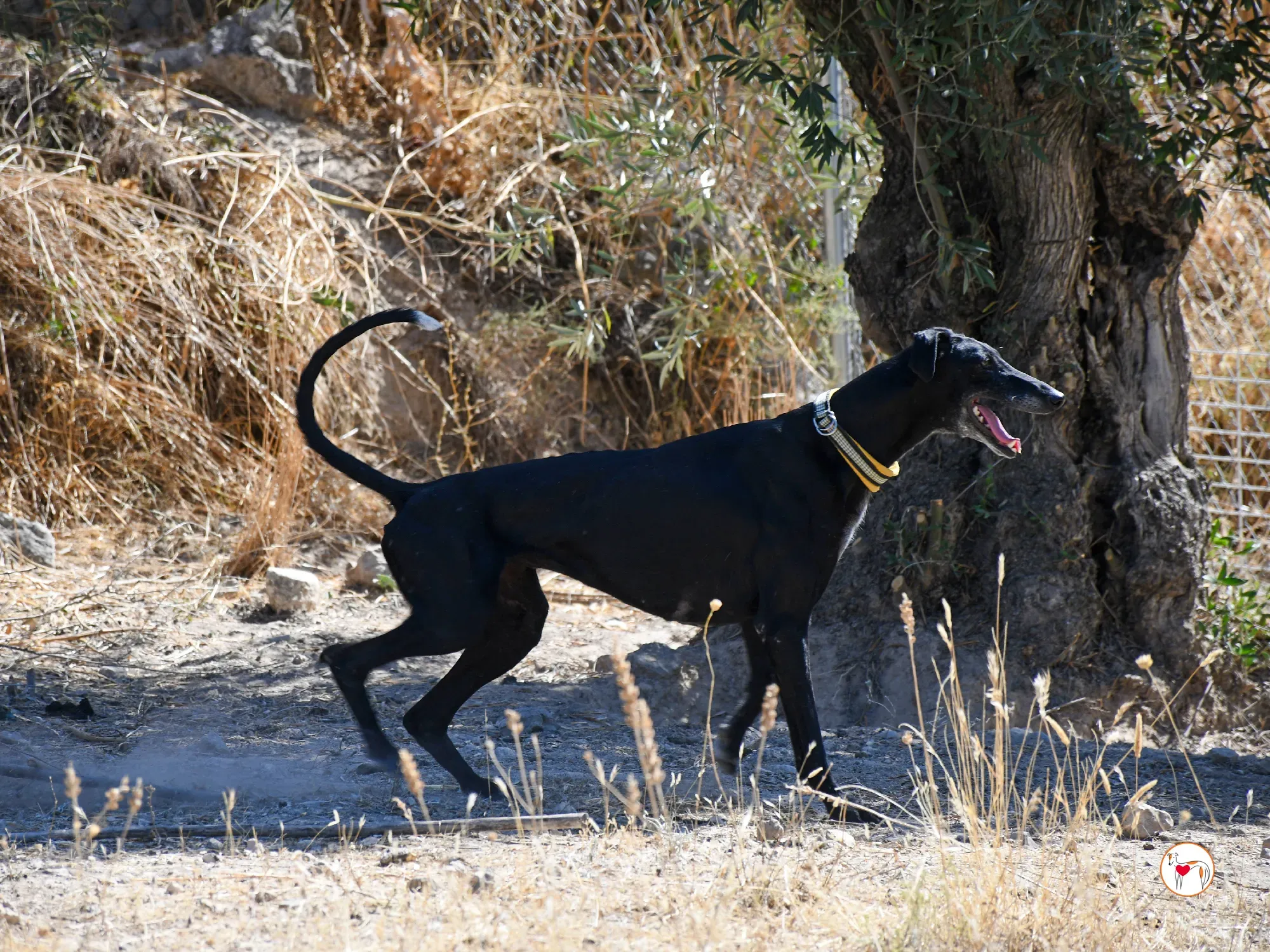 mina galgo adozione 03