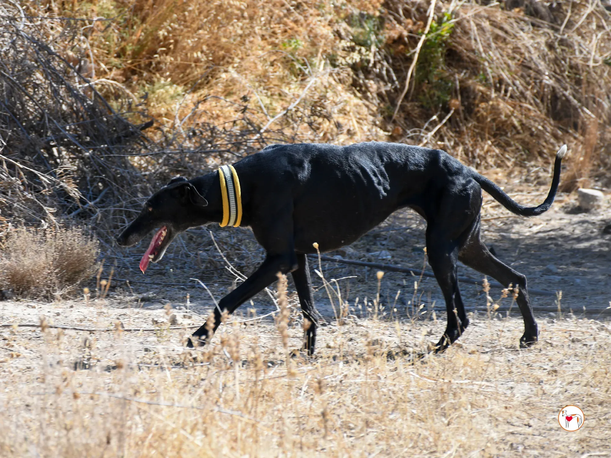 mina galgo adozione 04