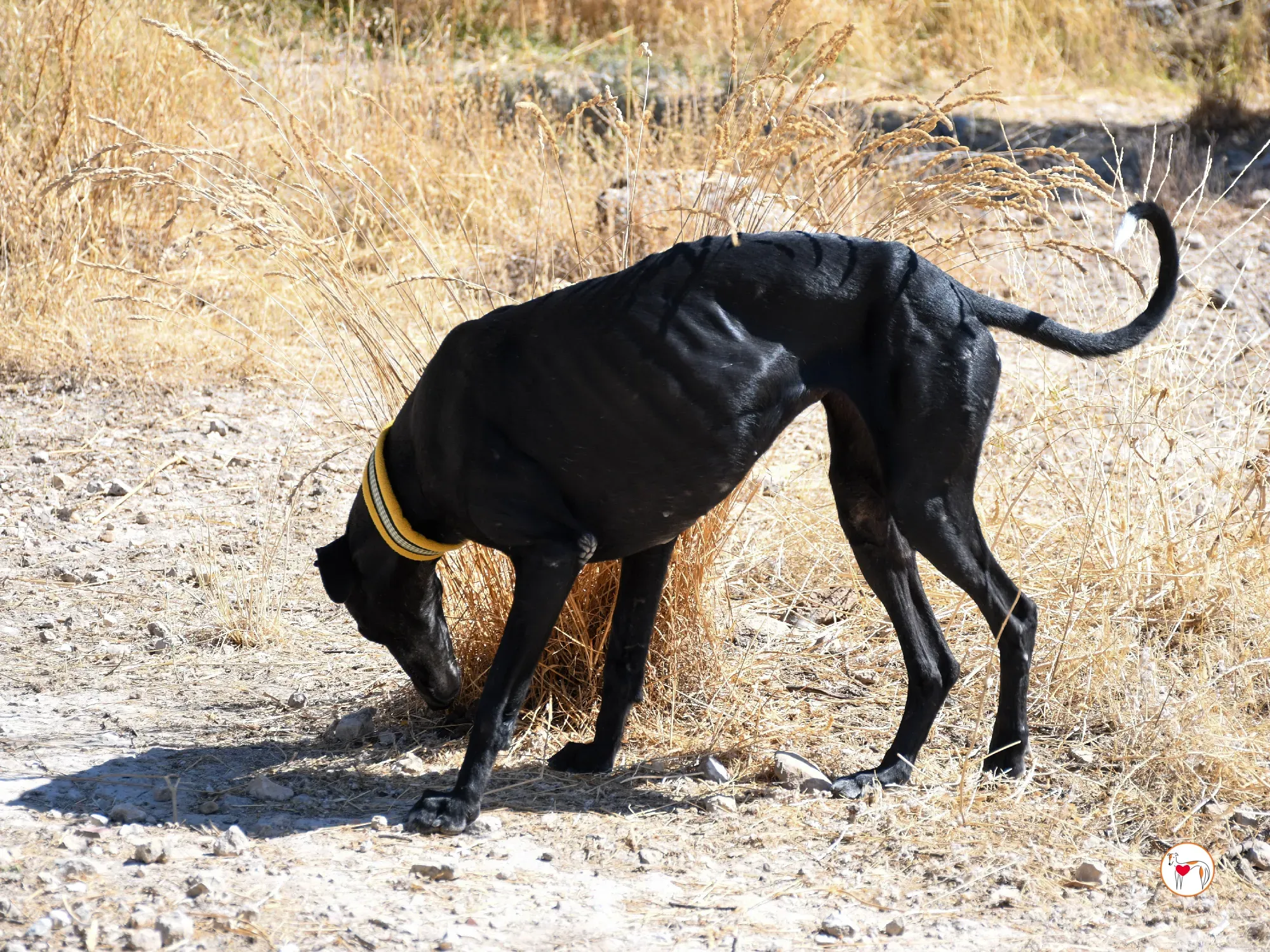 mina galgo adozione 05