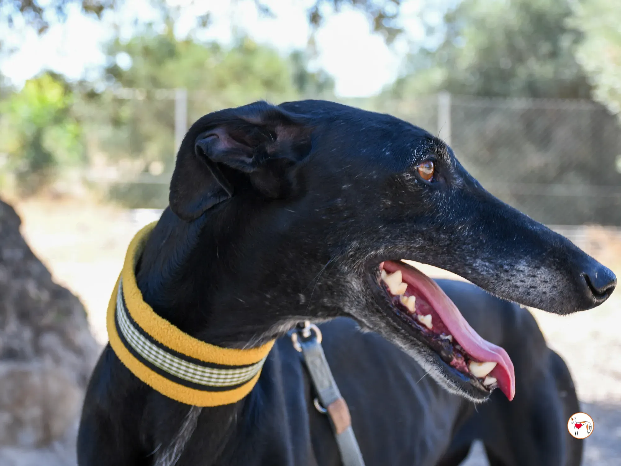 mina galgo adozione 06