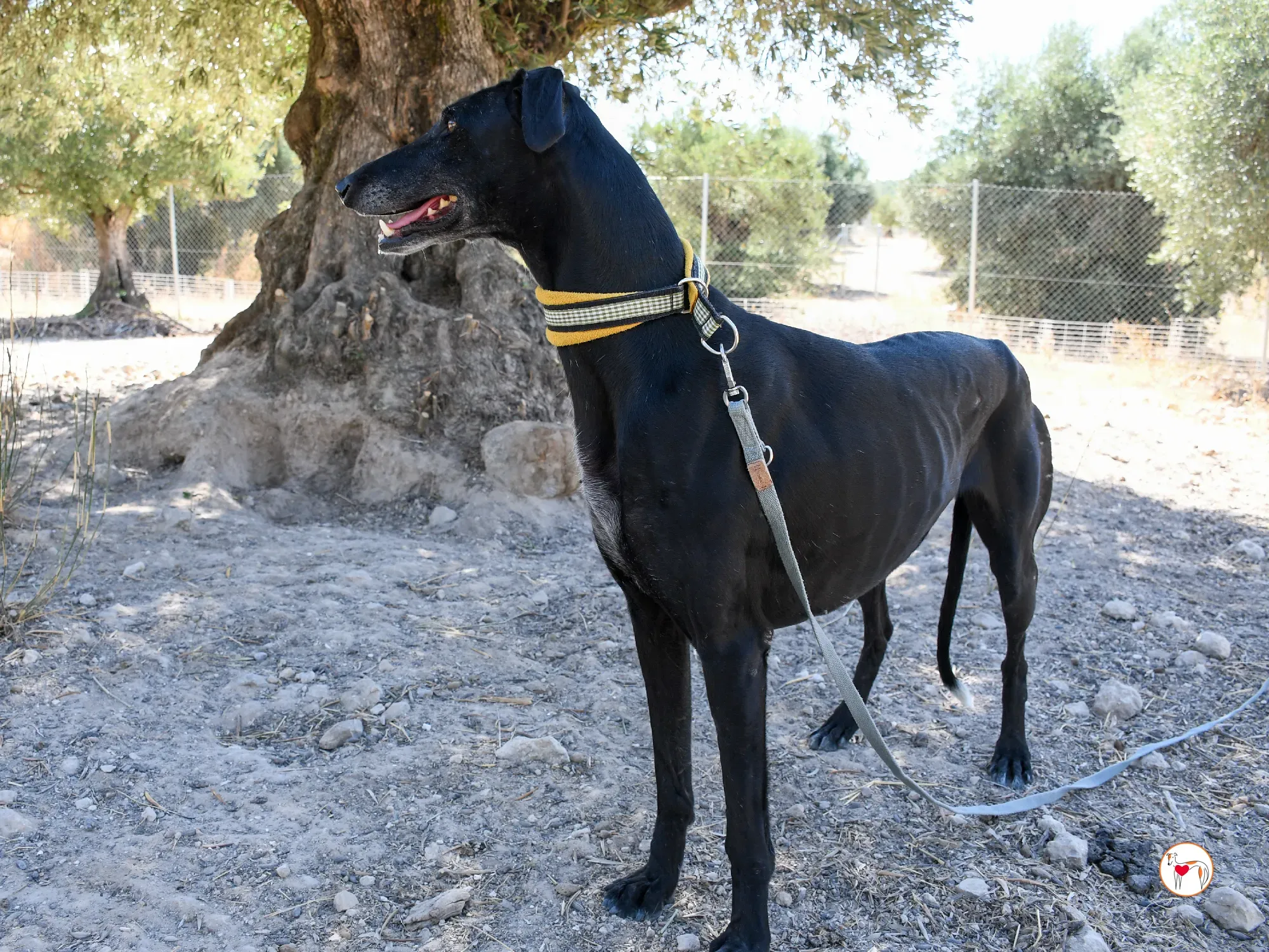 mina galgo adozione 07