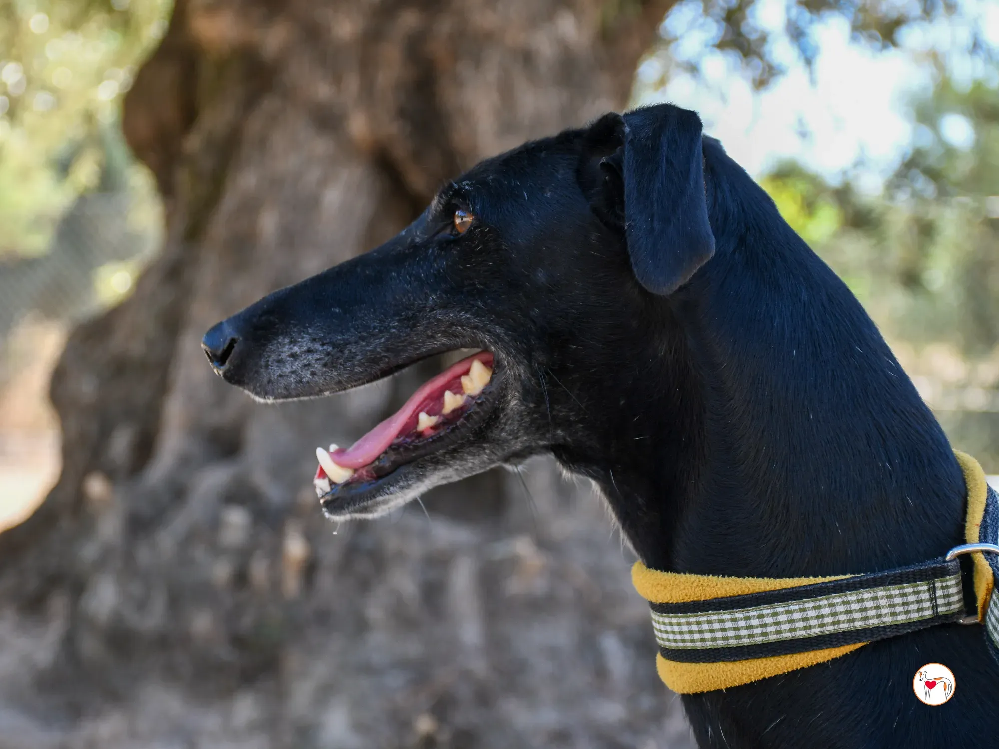 mina galgo adozione 08