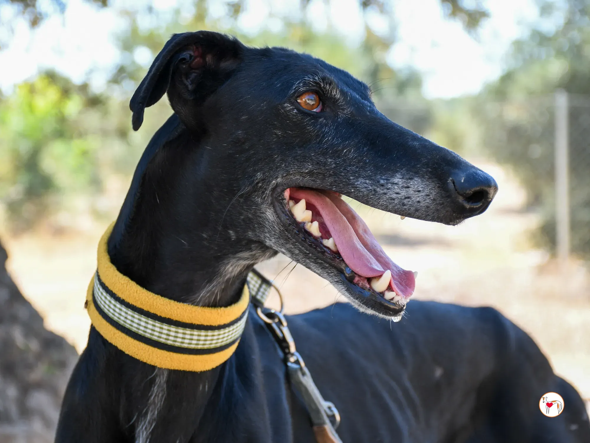 mina galgo adozione 09