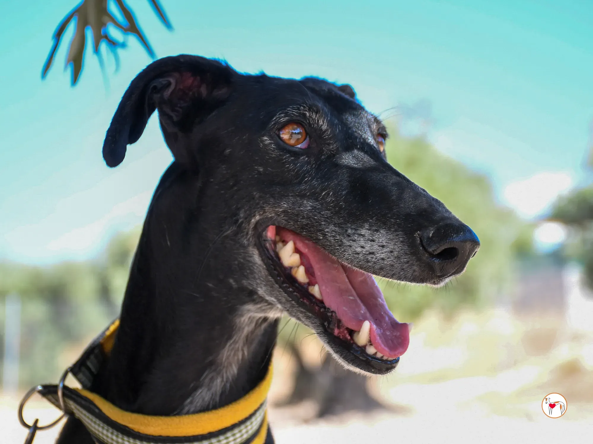 mina galgo adozione 10