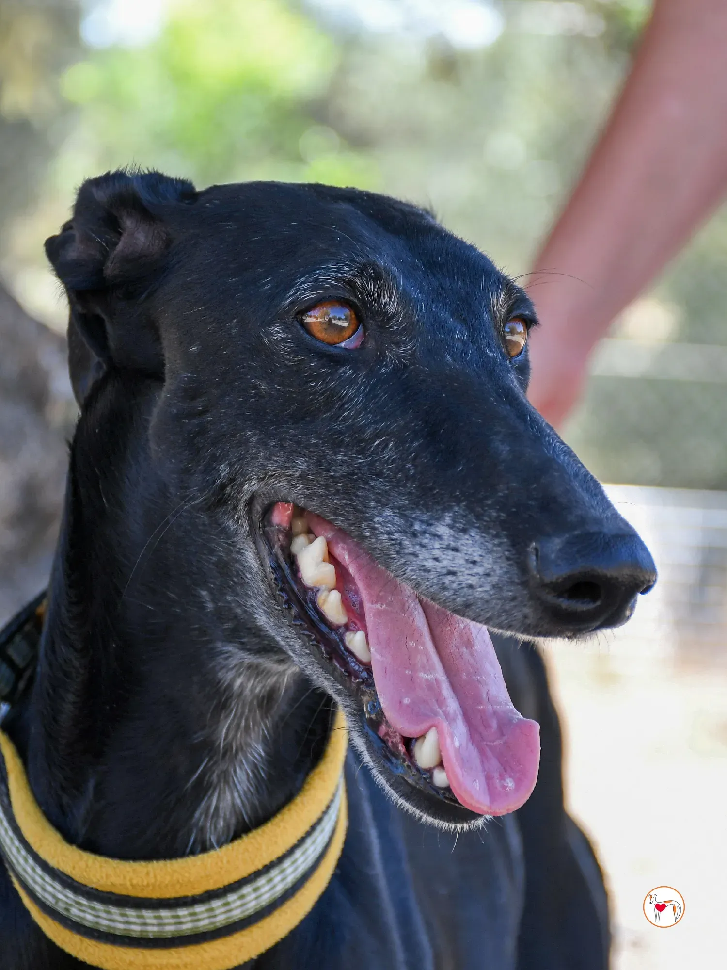 mina galgo adozione 11