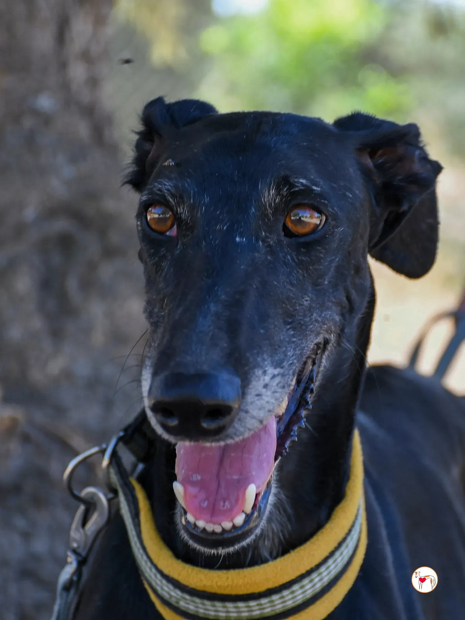 mina galgo adozione 12