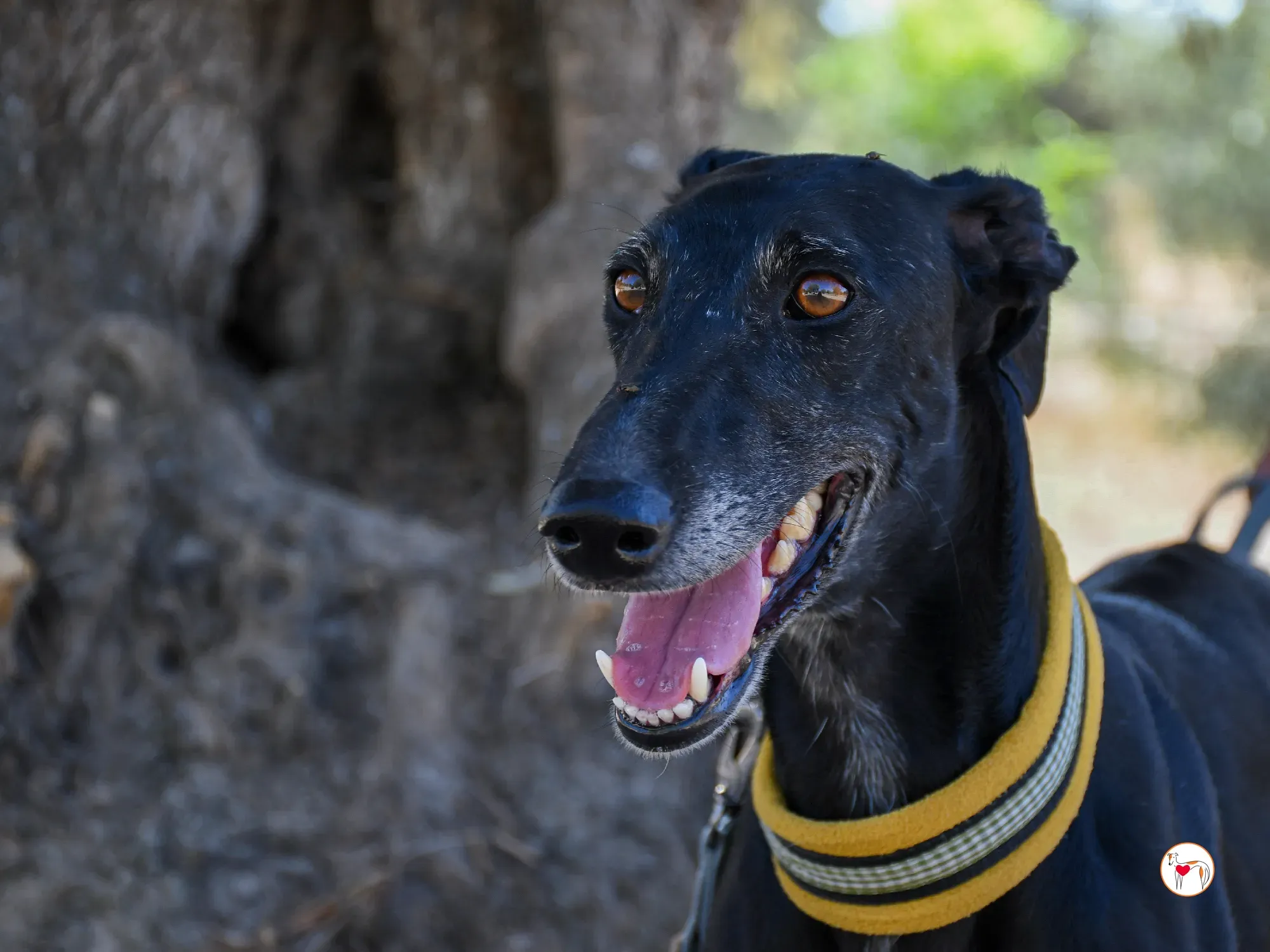 mina galgo adozione 13