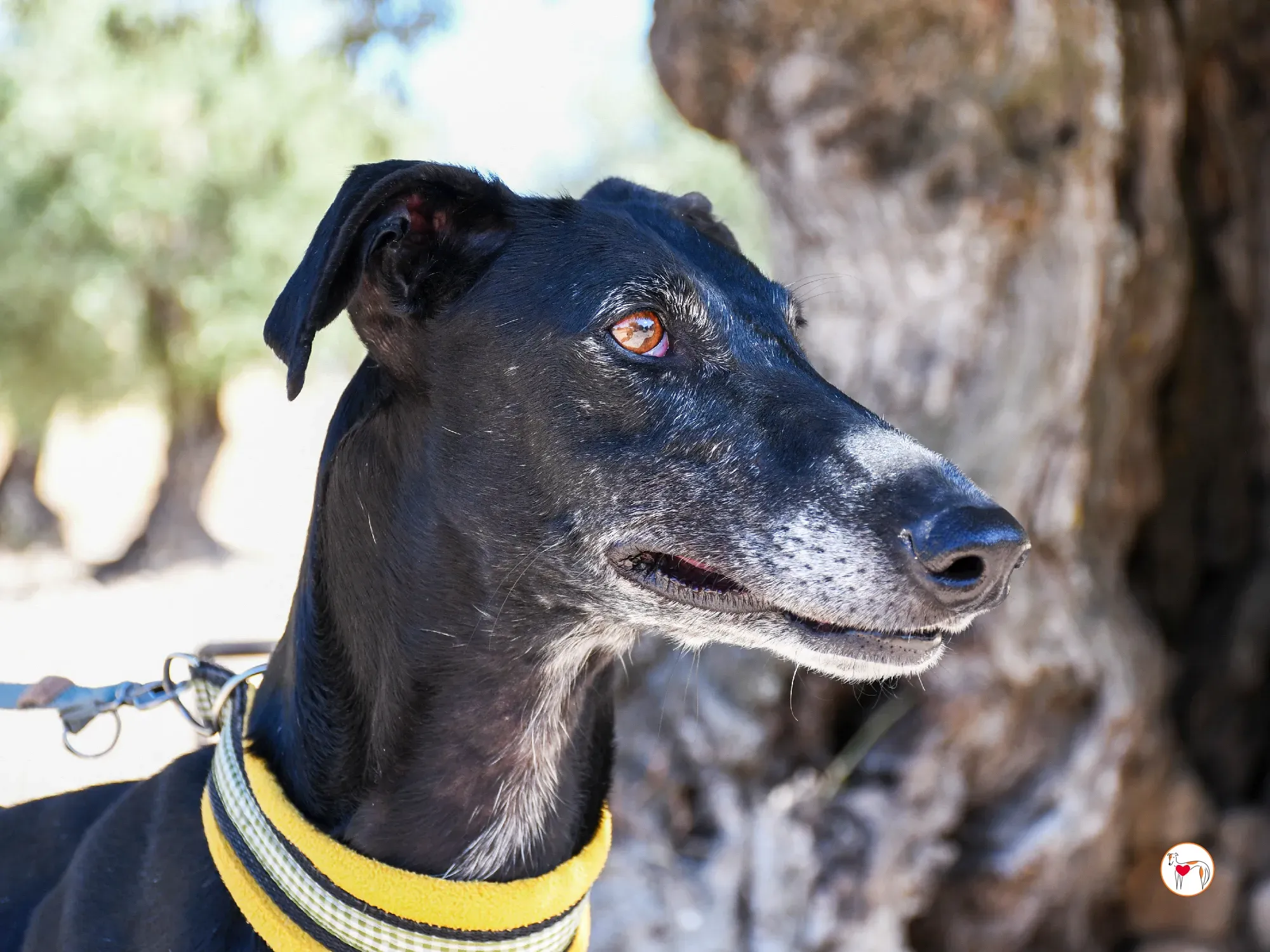 mina galgo adozione 14