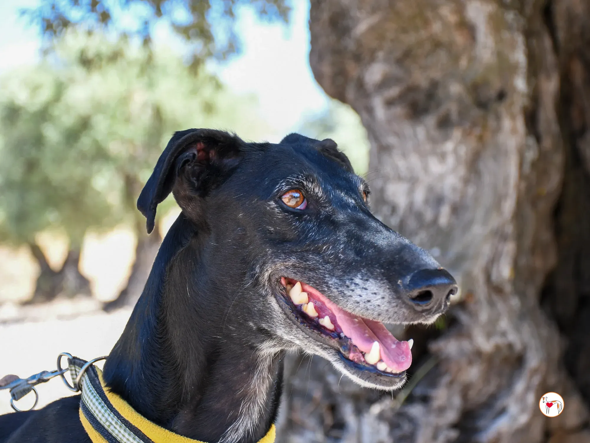 mina galgo adozione 15