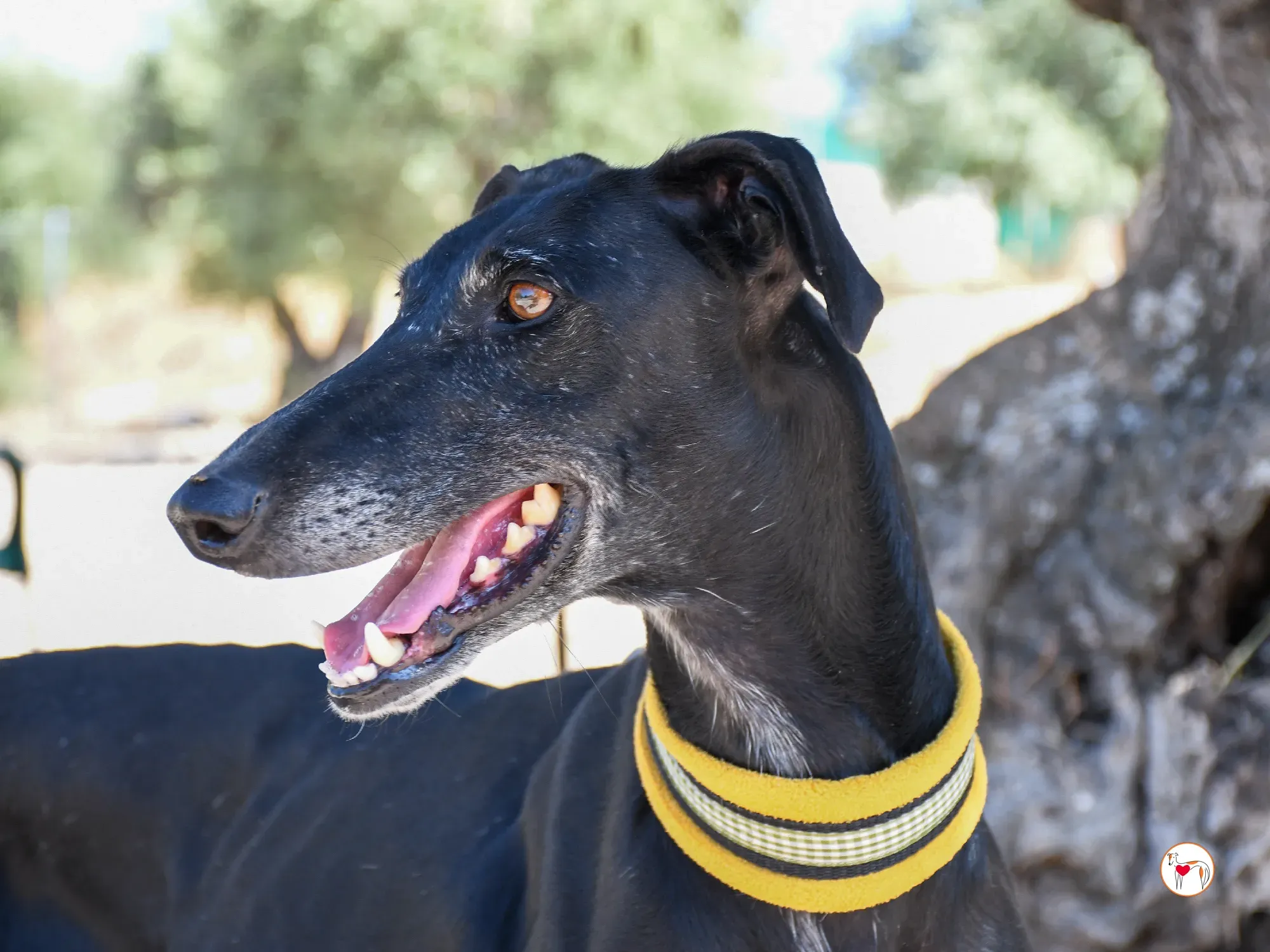 mina galgo adozione 16