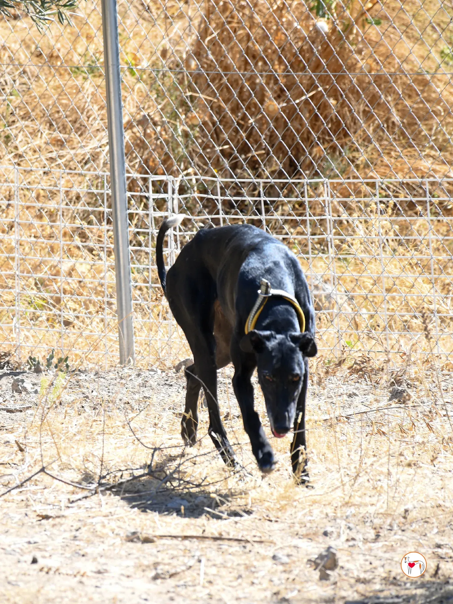 mina galgo adozione 17
