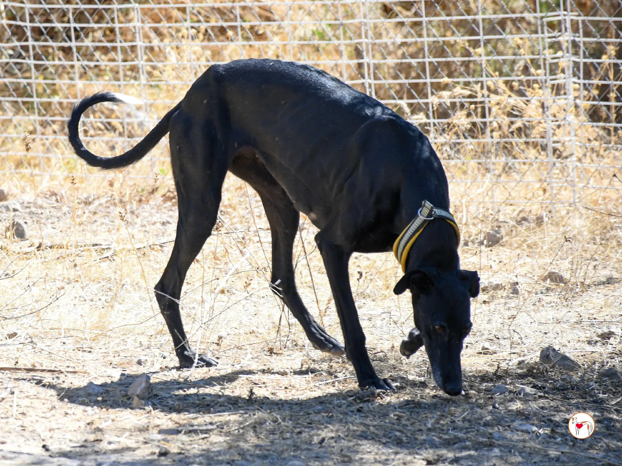 mina galgo adozione 18