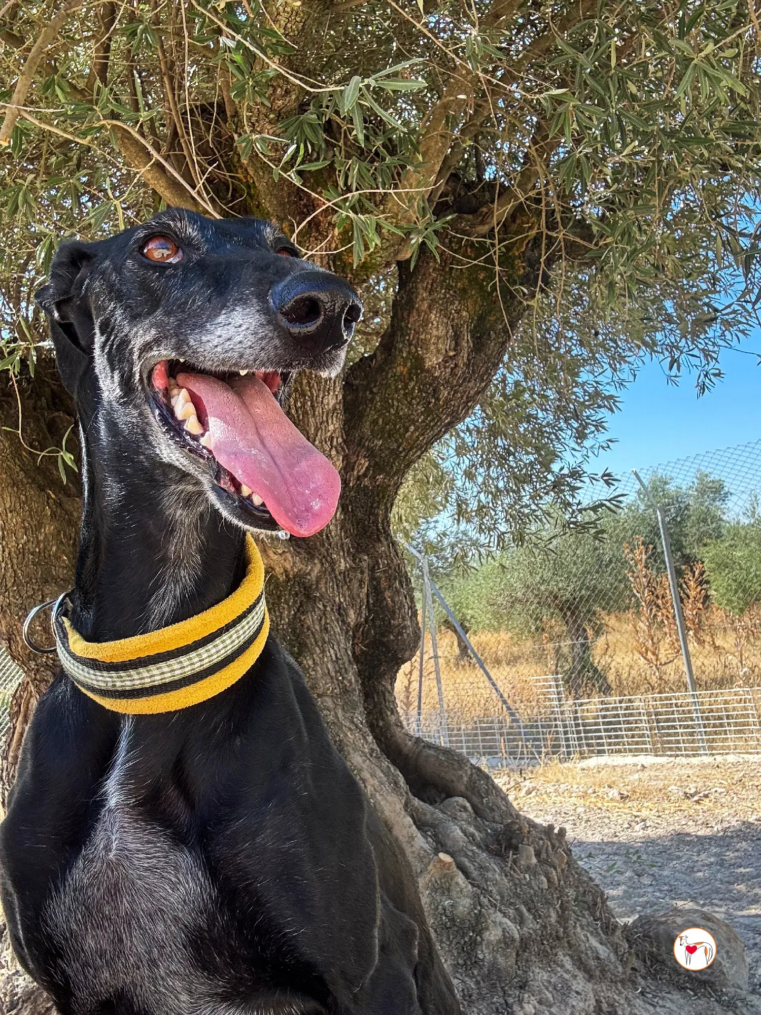 mina galgo adozione 19