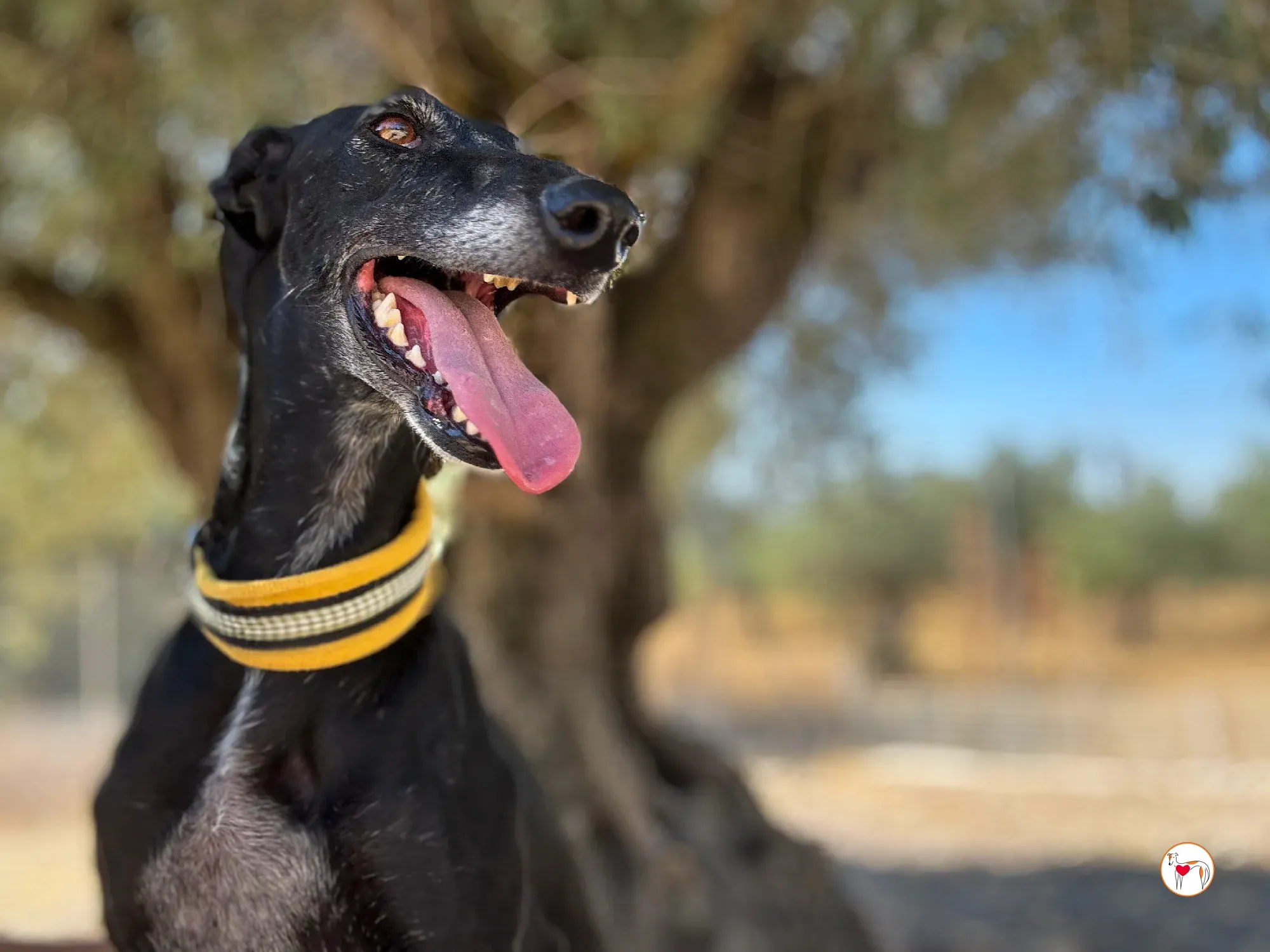 mina galgo adozione 20