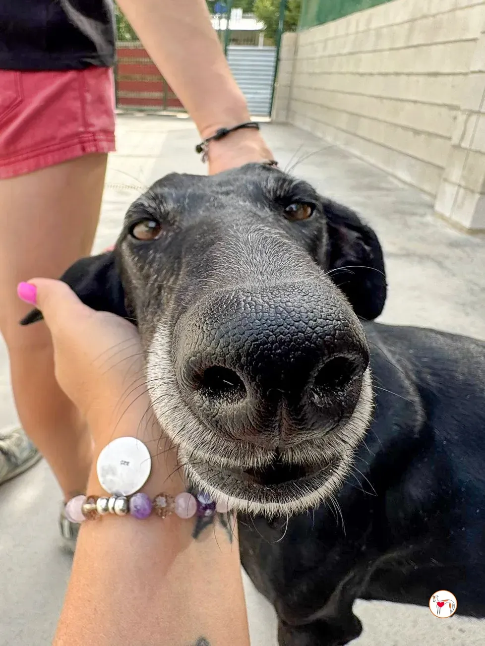 mina galgo adozione 21