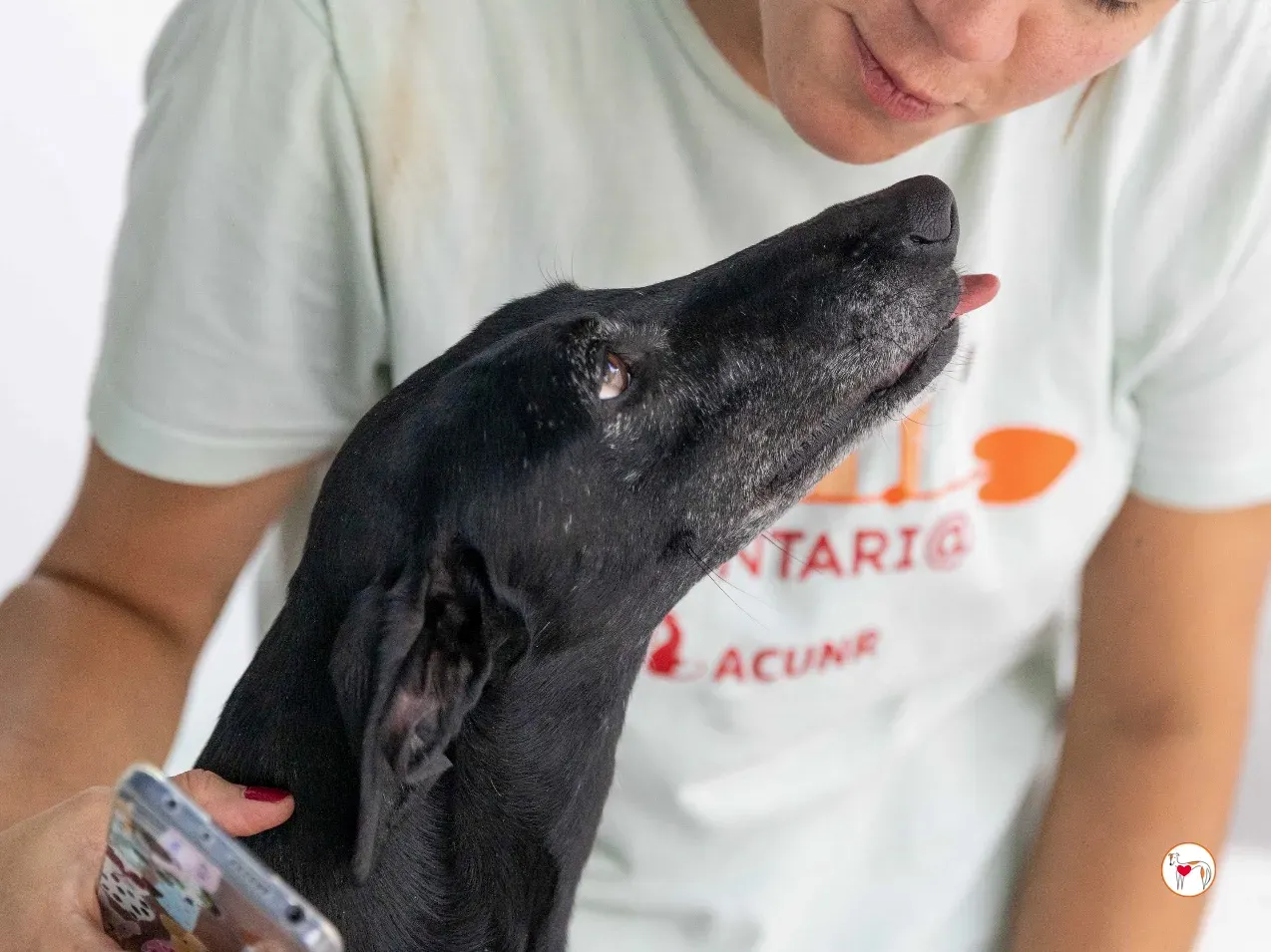 mina galgo adozione 22