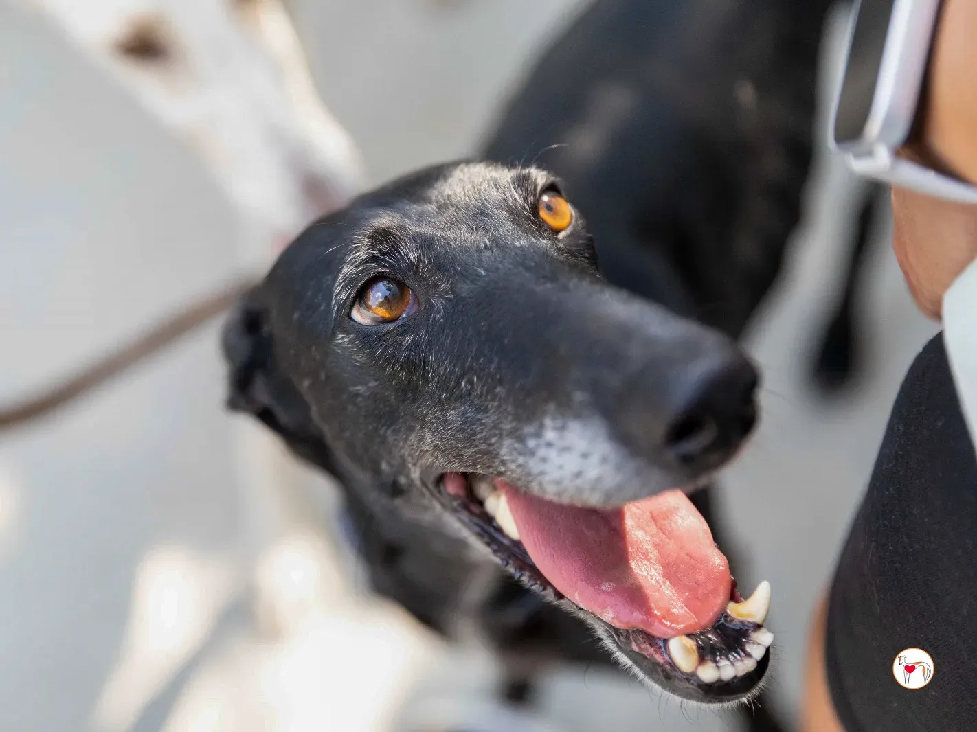 mina galgo adozione 23