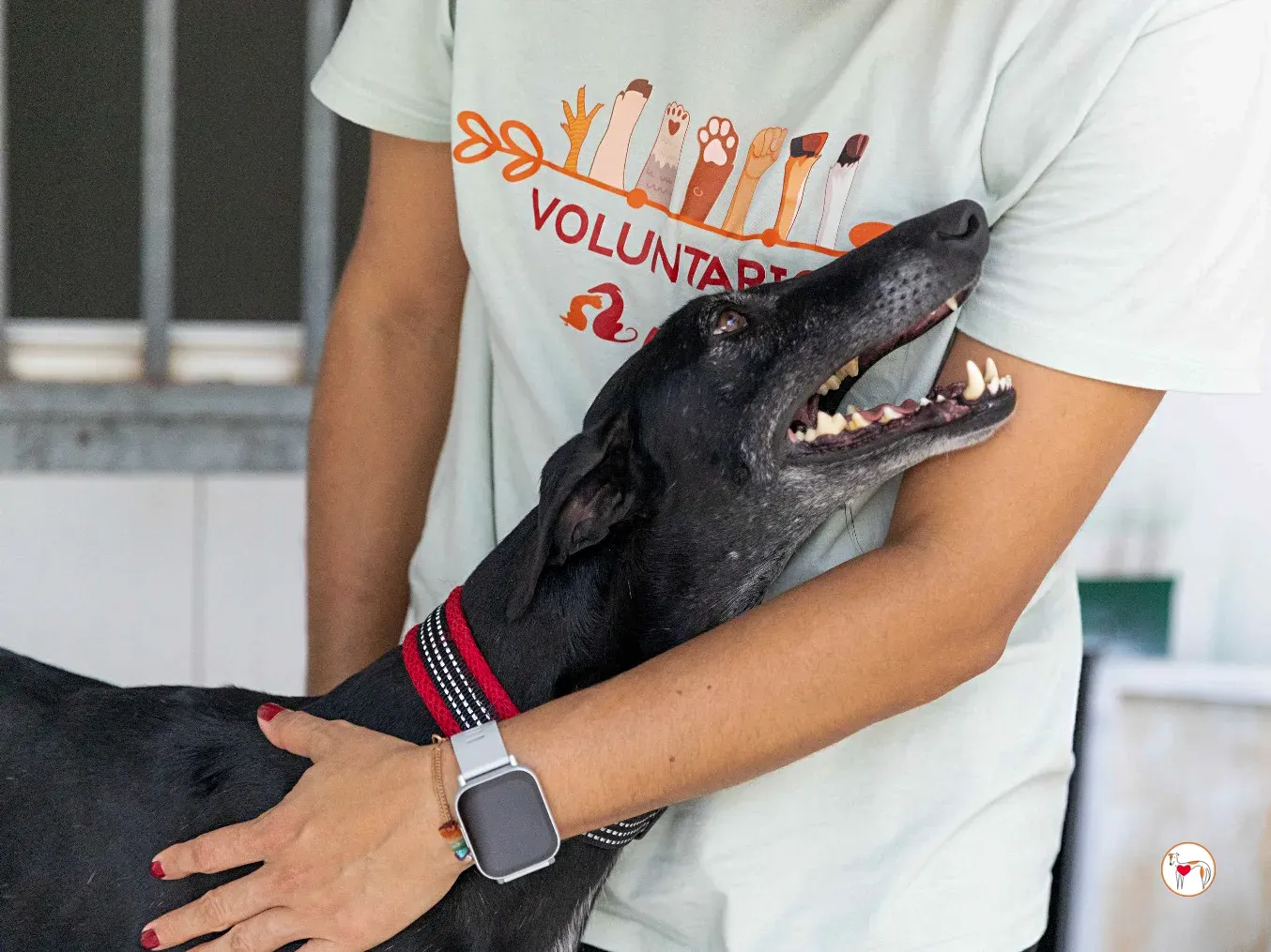 mina galgo adozione 24