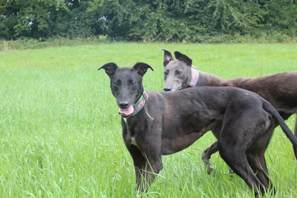 minion heaven adozione levrieri greyhound