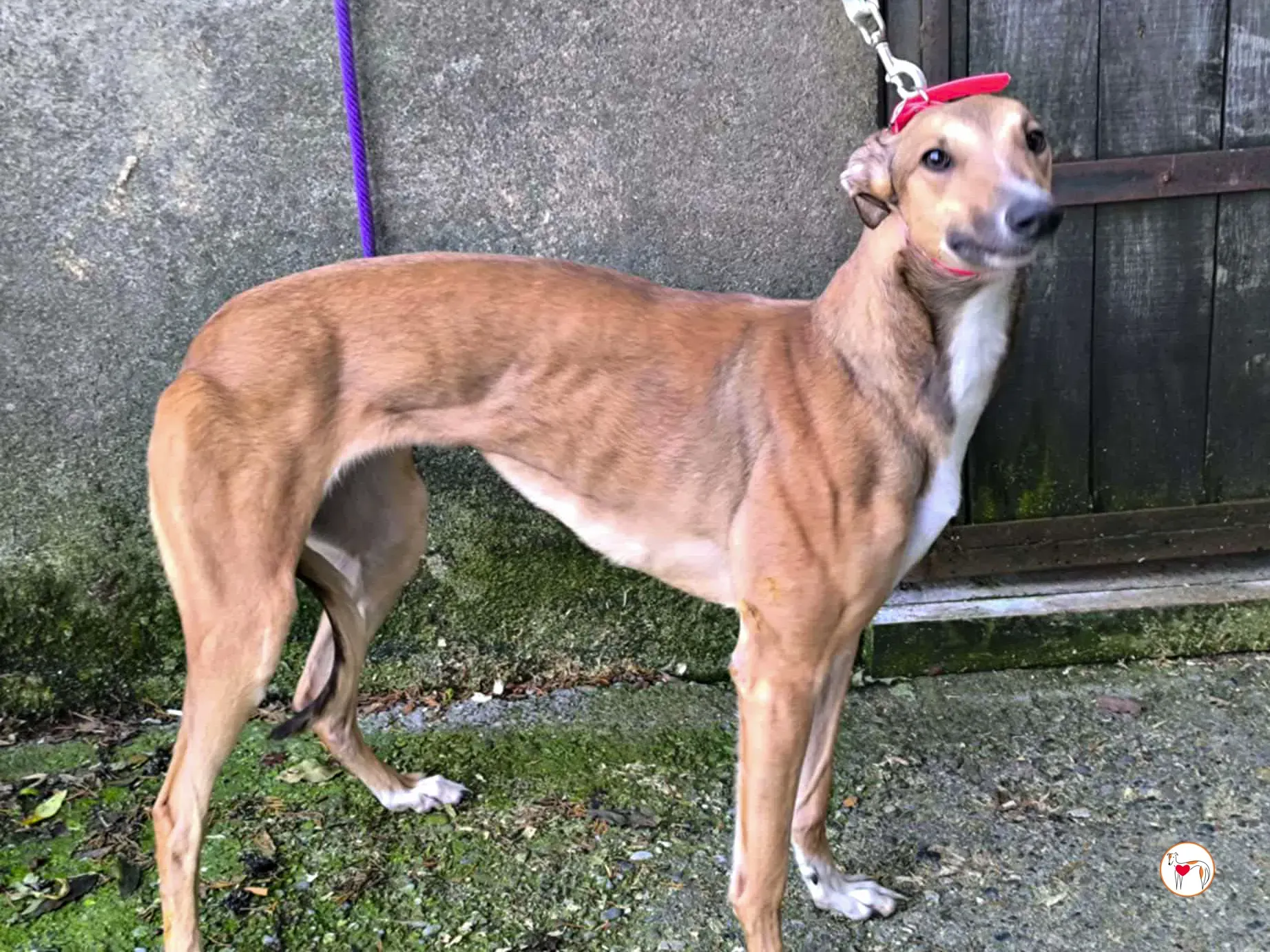 minnie grey adozione 01