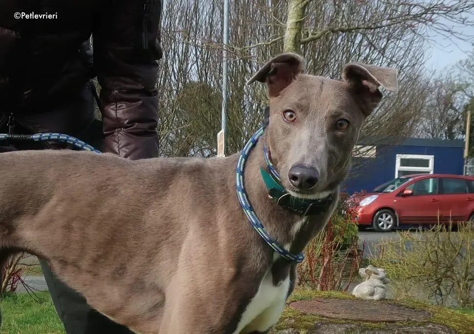 minty adozione levrieri greyhound 1 2
