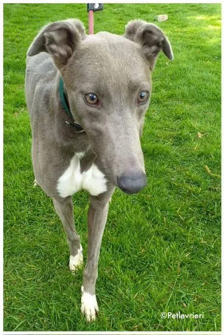 minty adozione levrieri greyhound 1 3