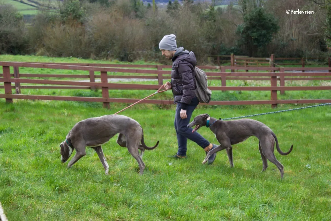 minty adozione levrieri greyhound 10