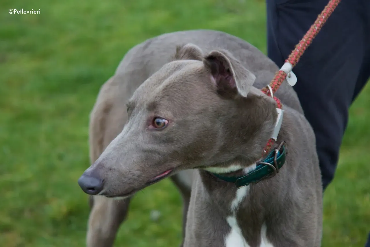 minty adozione levrieri greyhound 11
