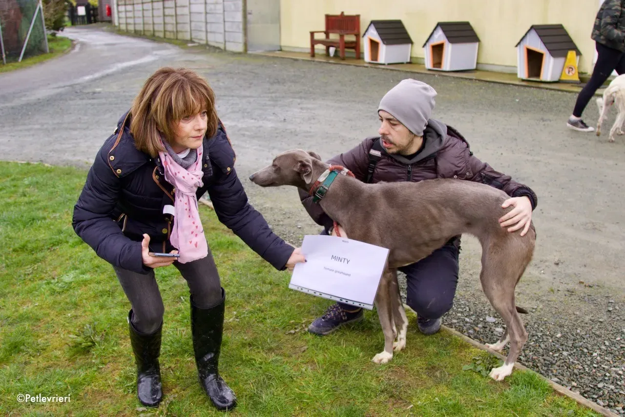 minty adozione levrieri greyhound 12