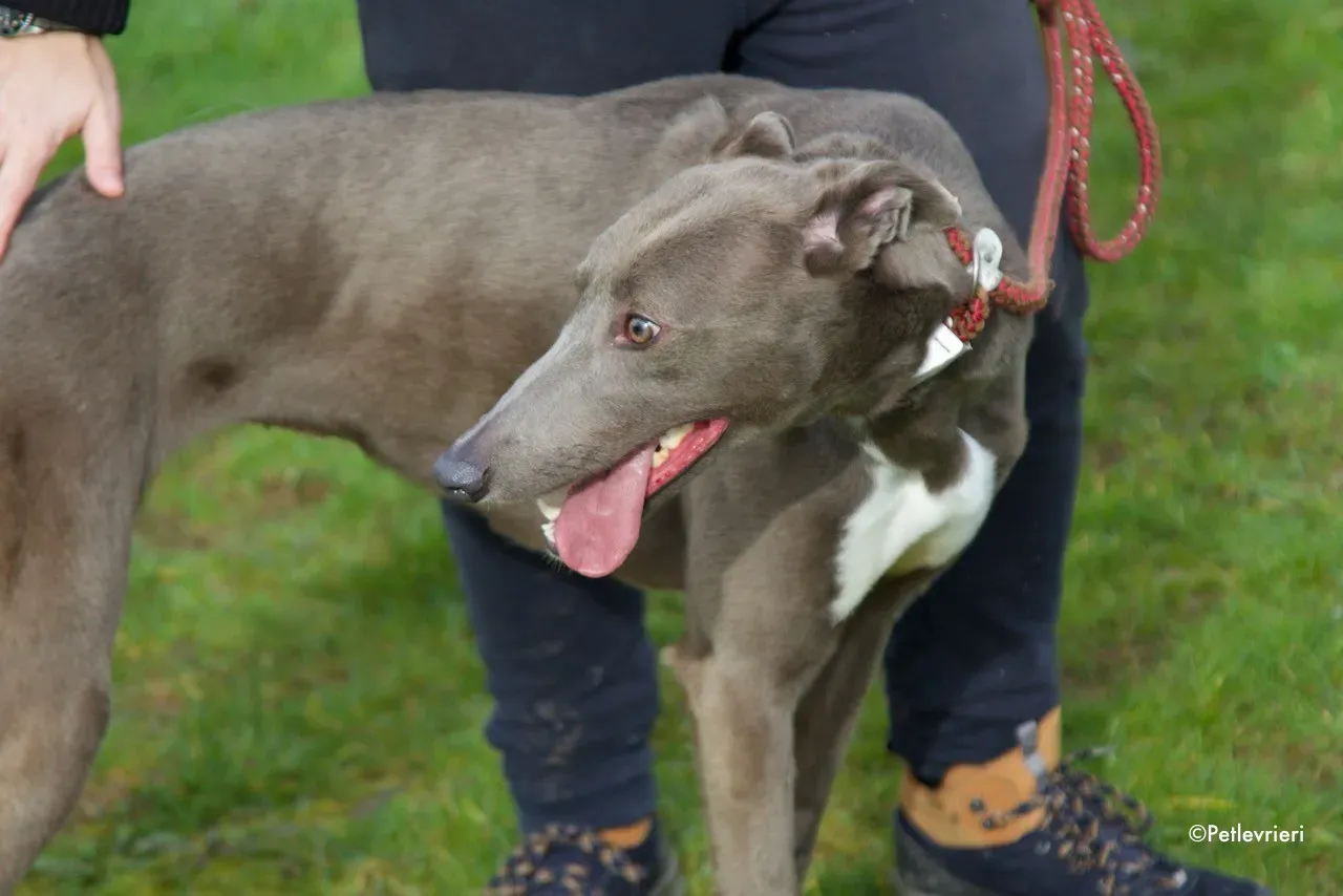 minty adozione levrieri greyhound 13