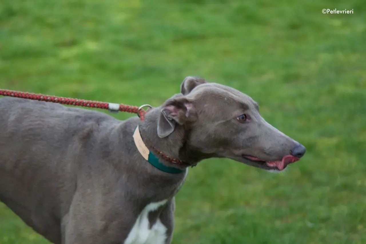 minty adozione levrieri greyhound 14