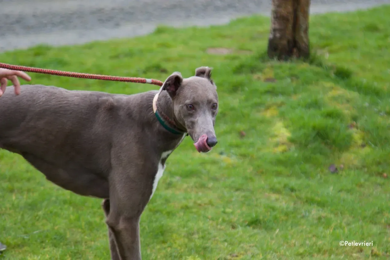 minty adozione levrieri greyhound 15