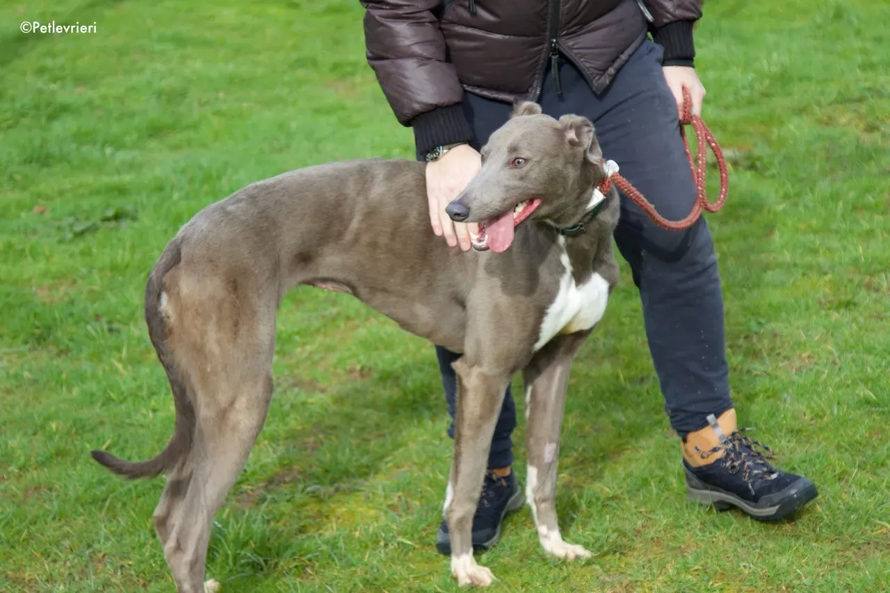 minty adozione levrieri greyhound 16