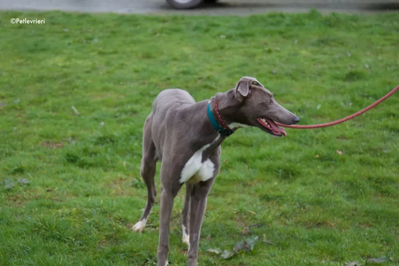 minty adozione levrieri greyhound 17