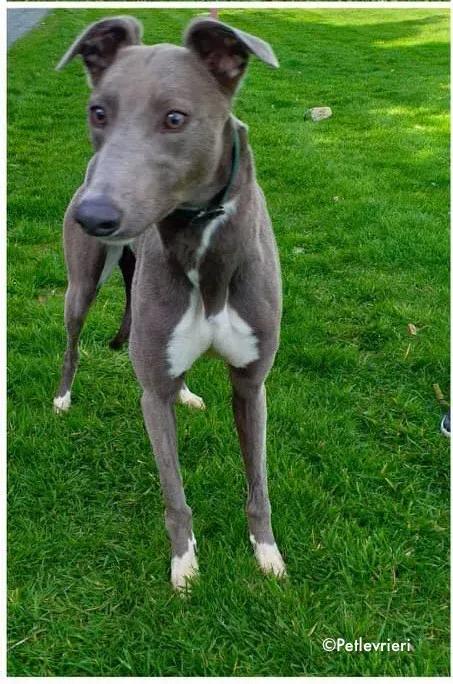 minty adozione levrieri greyhound 2 2