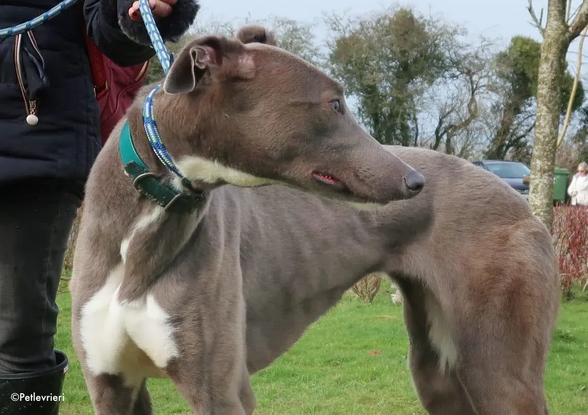 minty adozione levrieri greyhound 3 1