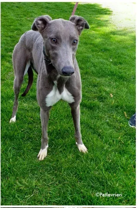 minty adozione levrieri greyhound 3 2