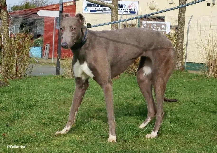 minty adozione levrieri greyhound 4 1