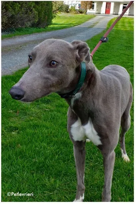 minty adozione levrieri greyhound 4 2