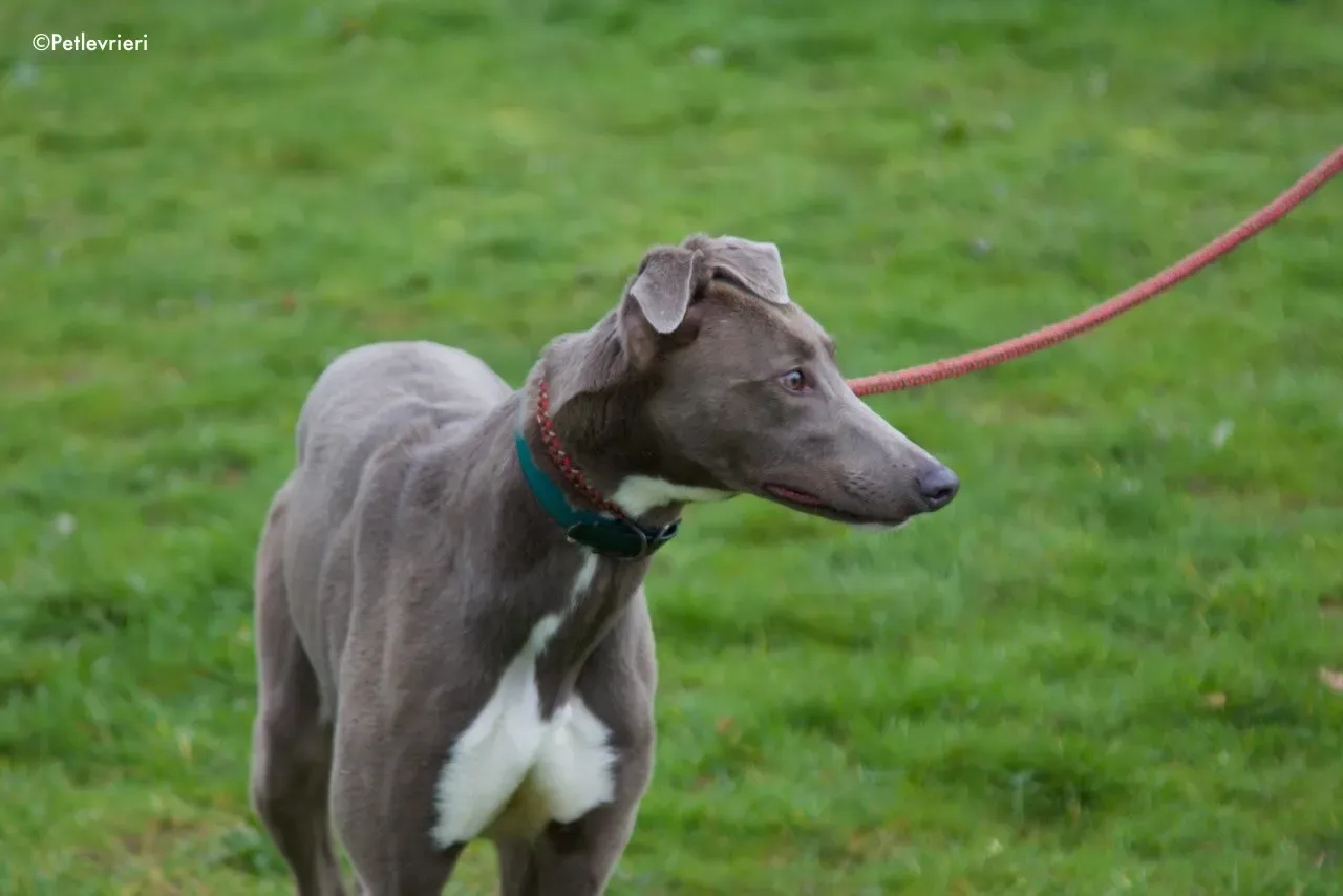 minty adozione levrieri greyhound 5 1