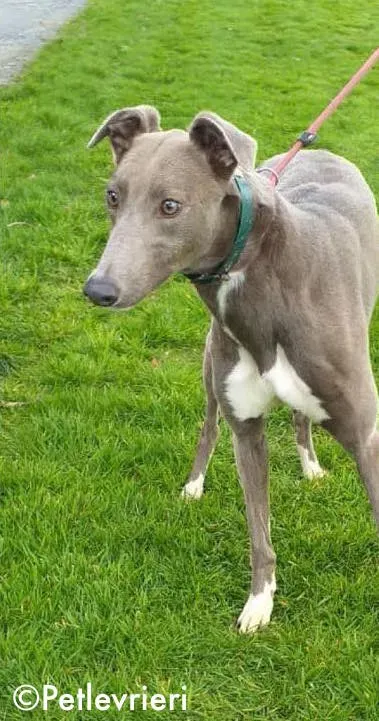 minty adozione levrieri greyhound 5 2