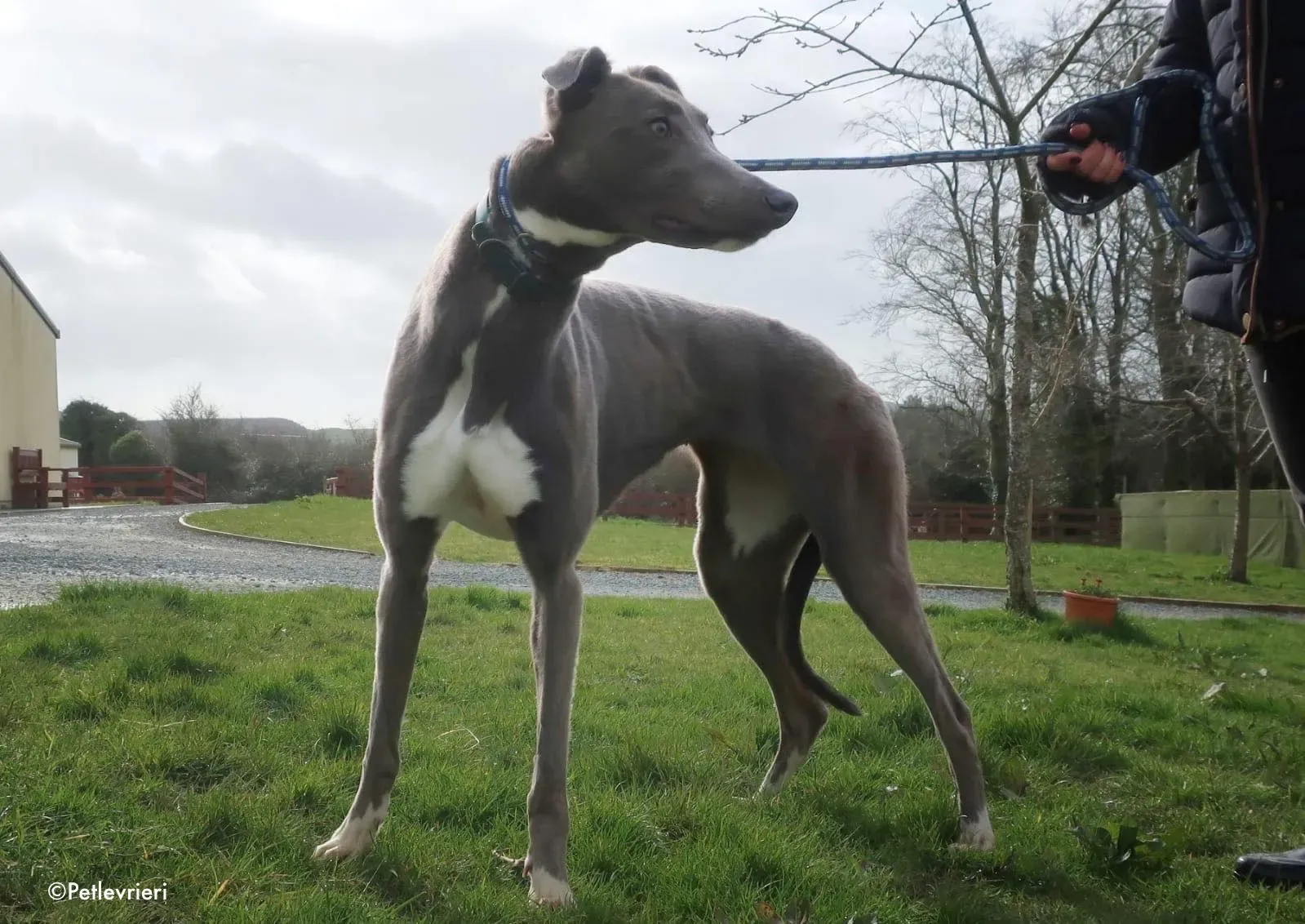 minty adozione levrieri greyhound 5