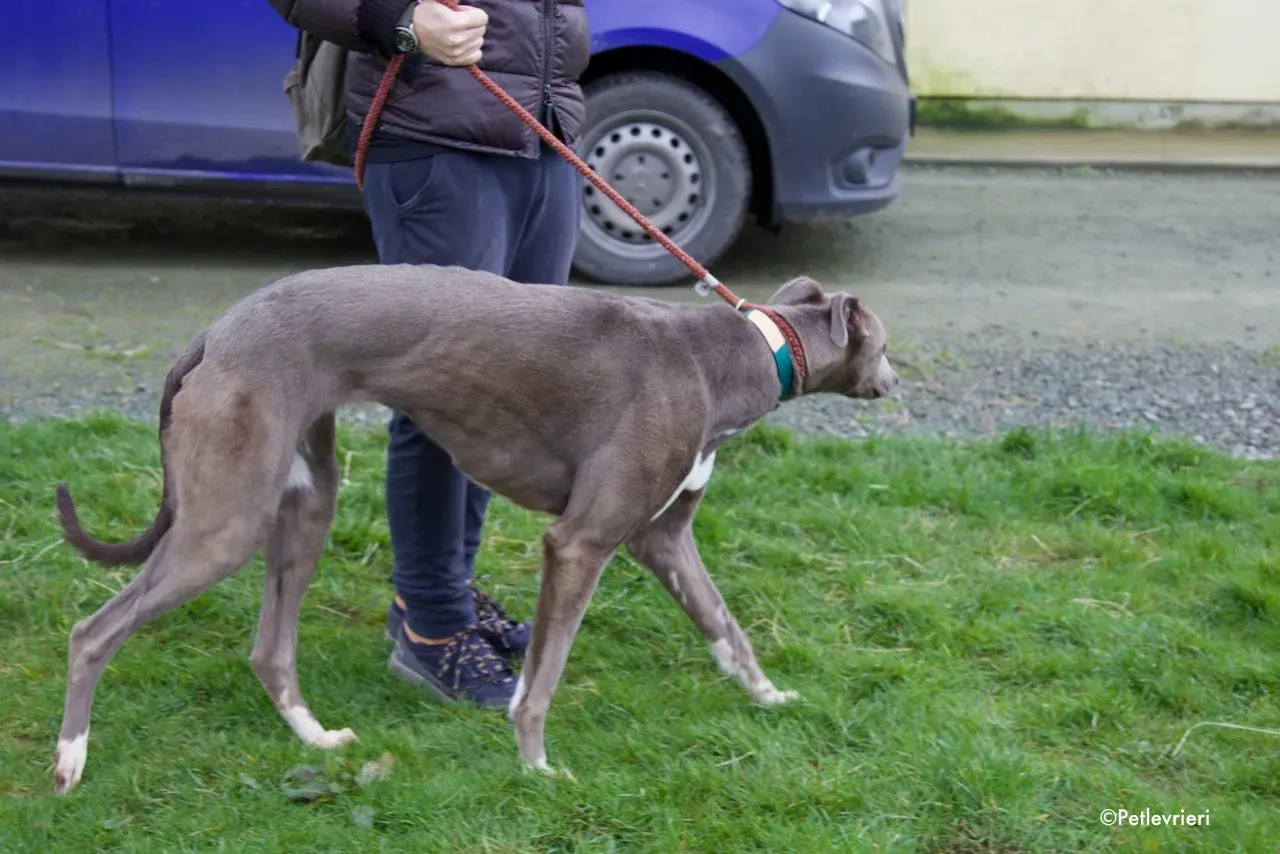 minty adozione levrieri greyhound 6 1