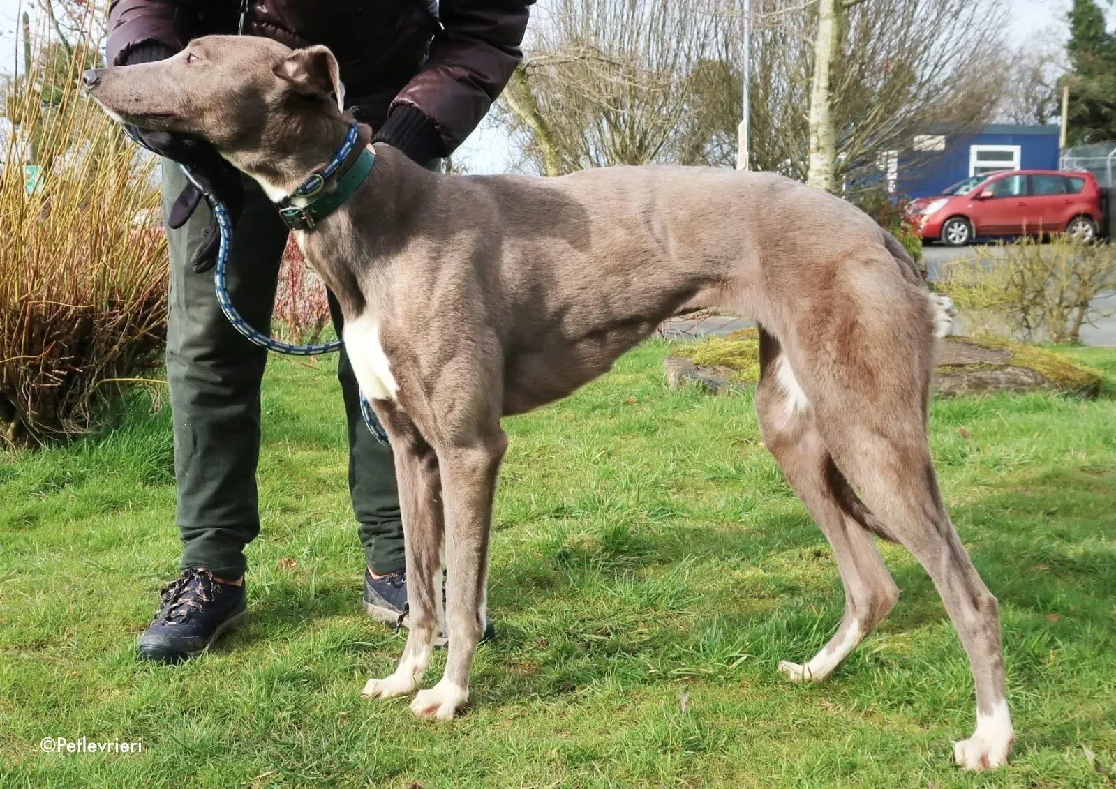 minty adozione levrieri greyhound 6