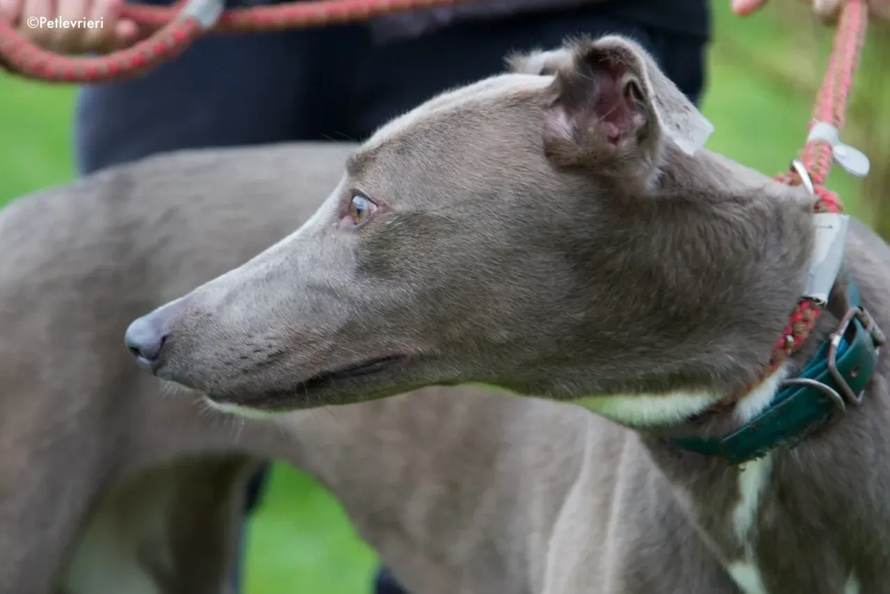 minty adozione levrieri greyhound 7 1